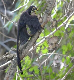 Microraptor attacks primitive birds