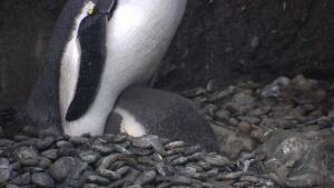 Two baby penguins