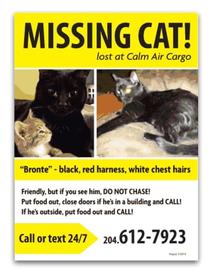 Missing cat
