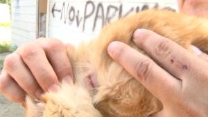 cat neck injury