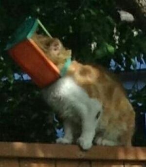 Trapped cat