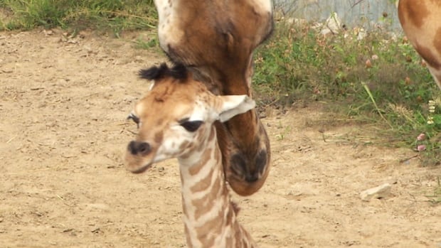 The unnamed baby giraffe was born a week ago at Parc Safari, located 70 kilometres from Montreal.