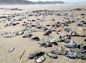 Tofino jellyfish-like Velella velella