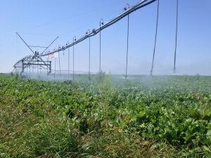 irrigation