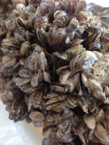 mussels