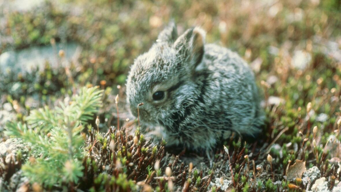 Snowshoe hare on rebound in Yukon as cycle continues ... the krebs cycle diagram 