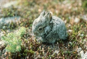 Juvenile Snowshoe Hare