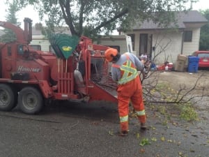 first dutch elm disease tree in regina