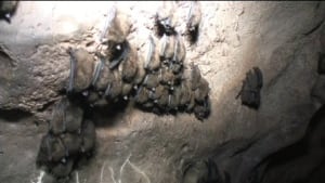 Brown bats