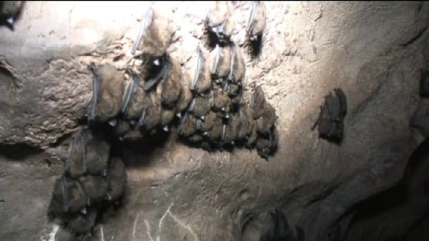Brown bats