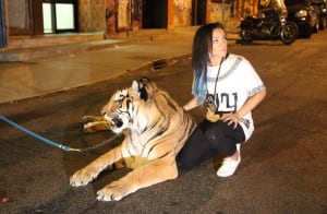 tasha-tiger-20140807
