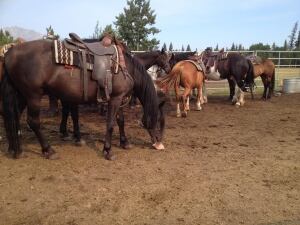 rafter six ranch