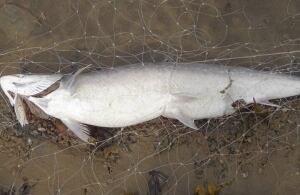 Iqaluit fish net