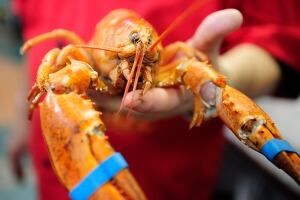 Colorful Lobsters
