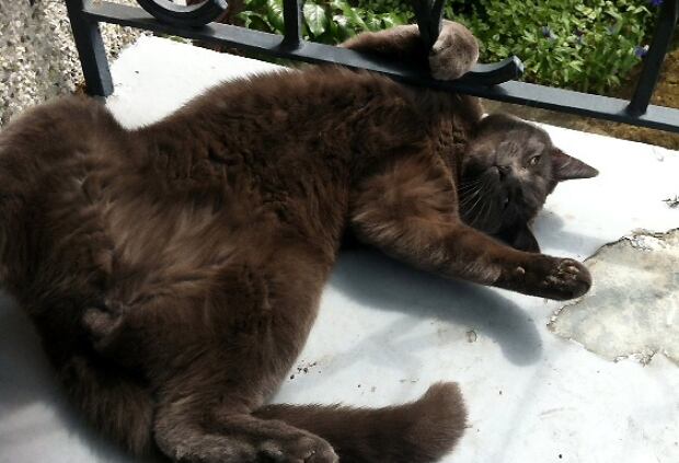 Smokey the cat B.C. SPCA