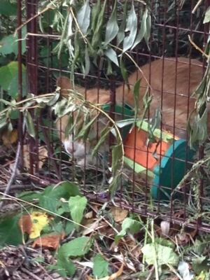 butterscotch the cat