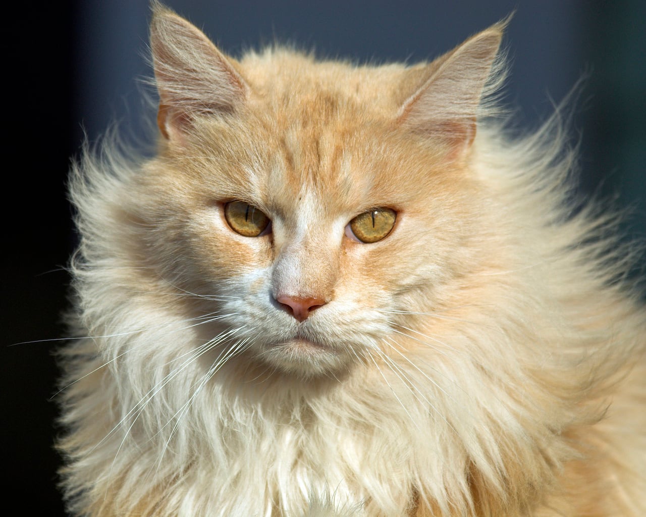The Lion In Your Living Room Doentary Seeks Cat Stars Cbc News