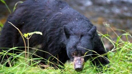 In recent weeks there have been a high number of encounters between humans and bears in British Columbia. Black bear