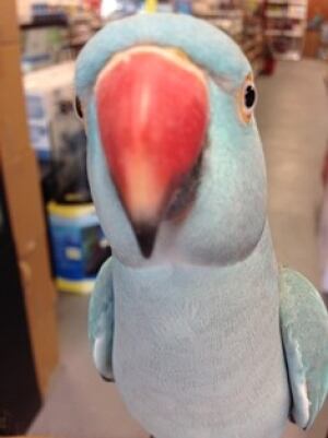 Sky the parakeet worth $700 birdnapped