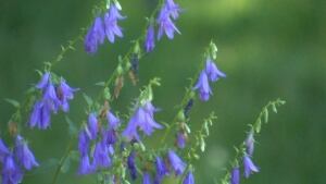 creeping bell flower