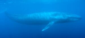 Blue whale