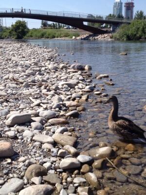Elbow River Traverse