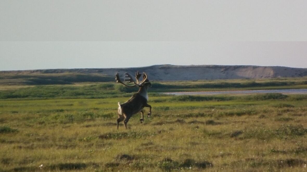 Deline, N.W.T., hunters agree to end caribou hunt for the season