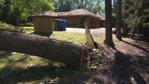 Trees snapped off