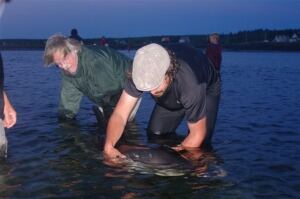 Dolphin rescue