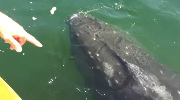 Humpback whale encounter off Prince Rupert - YouTube