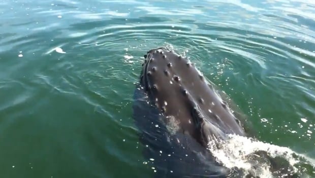 Humpback whale encounter off Prince Rupert - YouTube