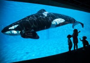 SeaWorld Orca shows to end San Diego Shamu Satadium