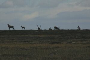 Ukkusiksalik caribou