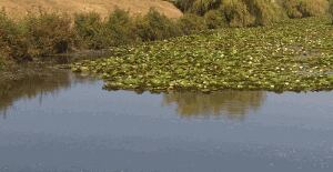 Steveston canals bullfrog