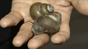 Chinese mystery snails