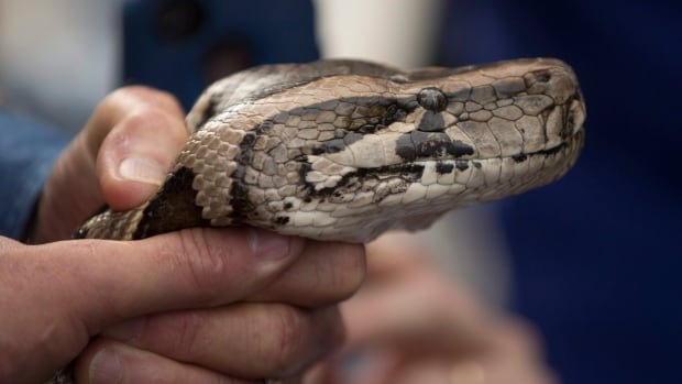 Burmese python on the loose in Kitchener, confirms KW Humane Society ...
