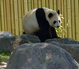 Da Mao at the Toronto Zoo
