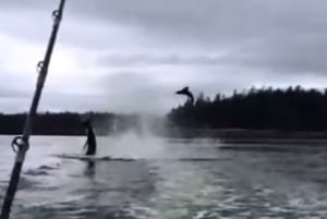 Killer whale tosses sea lion into air