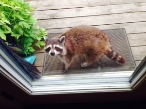 Raccoon mom