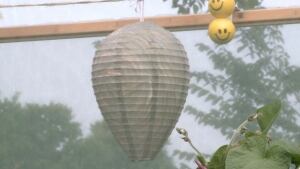 Bees