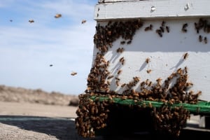 California Drought Honeybees