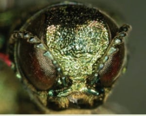 The face of an emerald ash borer