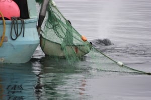 Orca caught in fisherman's net near Port Hardy, B.C. - Aug. 21, 2014