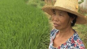 china toxic soil
