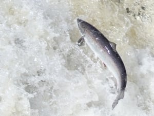Atlantic salmon