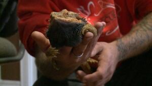 Iguana from the East Coast Exotic Rescue