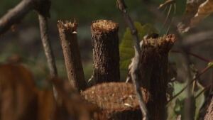 Cranberry bush destroyed