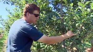 Andrew Lovell says losing half of his crop cost him about $80,000