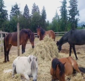 Newfoundland ponies