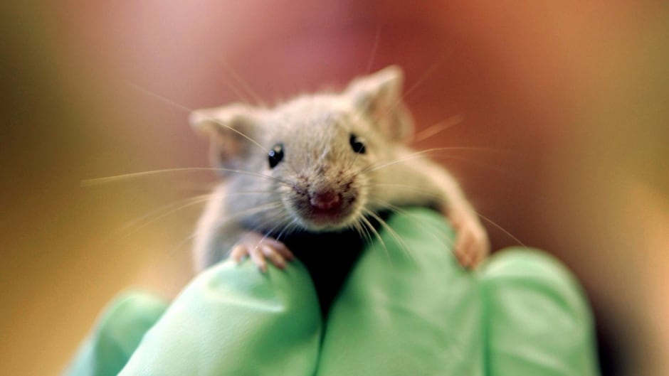 A laboratory mouse climbs on the gloved hand of a technician at the Jackson Laboratory, in Bar Harbor, Maine. Many people oppose cosmetic testing on animals, but what about testing cancer drugs? Or other pharmaceuticals?